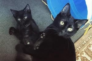 black mama cat and her kitten