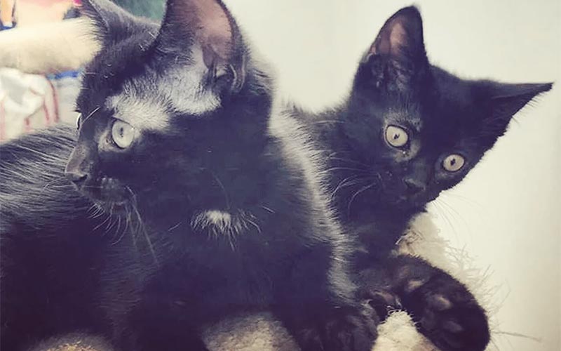 Ottawa Kitten Rescue