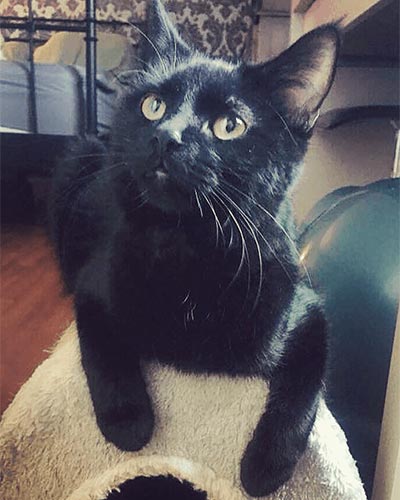 black cat named chirpa