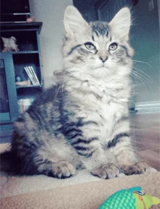 cat named keba sitting on floor