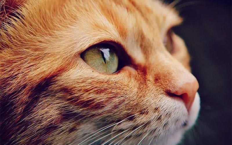 close up of orange tabby cat's face