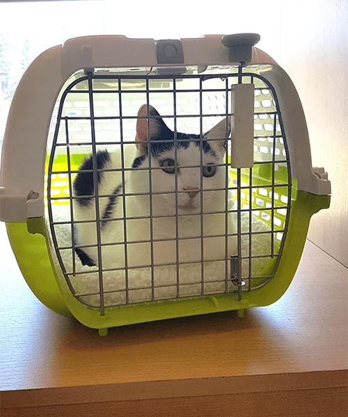 cat sitting inside carrier 