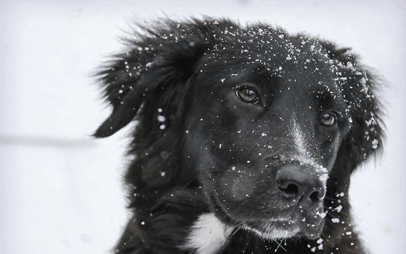 black dog with fallen snow on it's head