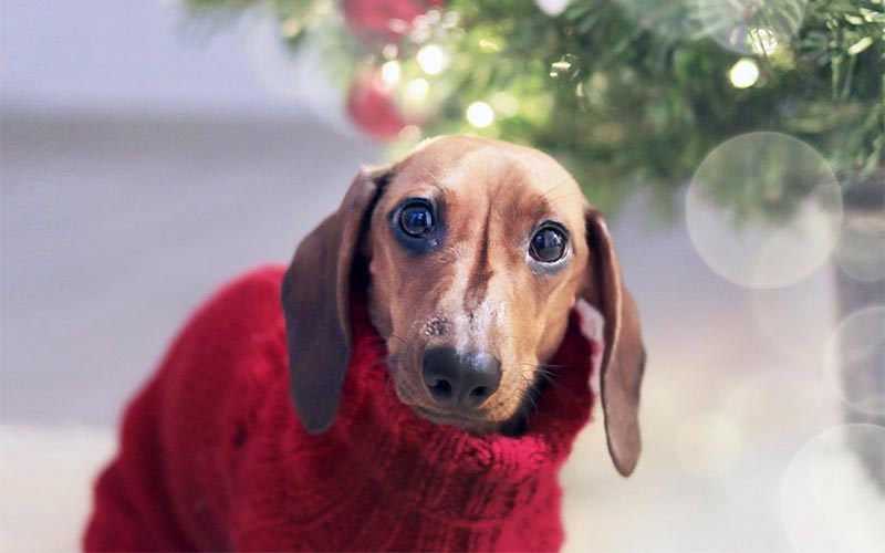 dog wearing red christmas outfit