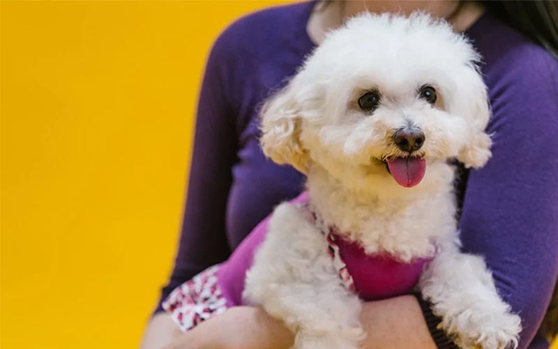 happy white dog