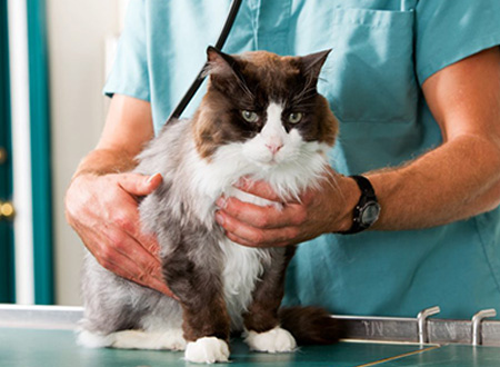 veterinarian examining cat