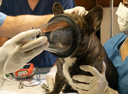 anesthetic mask being placed on dog