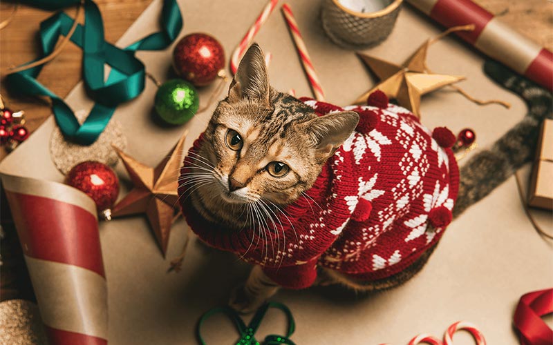 cat wearing christmas sweater looks up towards camera. Christmas ornaments and decor around the cat on the floor