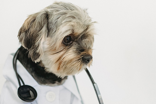 dog dressed up as veterinarian