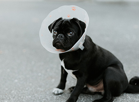 black dog wearing surgical cone