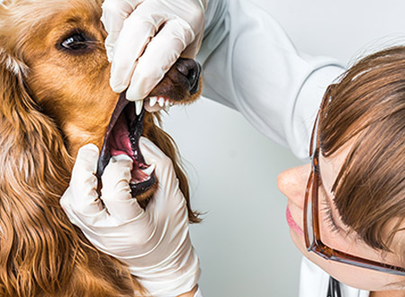 veterinarian examining dog mouth and teeth