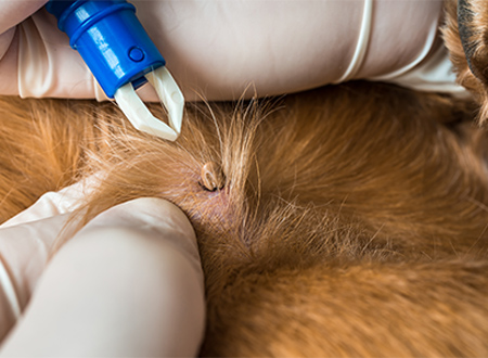 removal of tick from dog