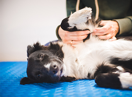 dog laying down during vet examination