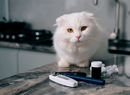 medical treatments in front of white cat sitting on counter