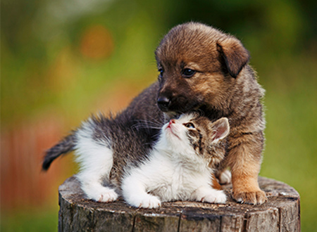 playful puppy and kitten on tree stump