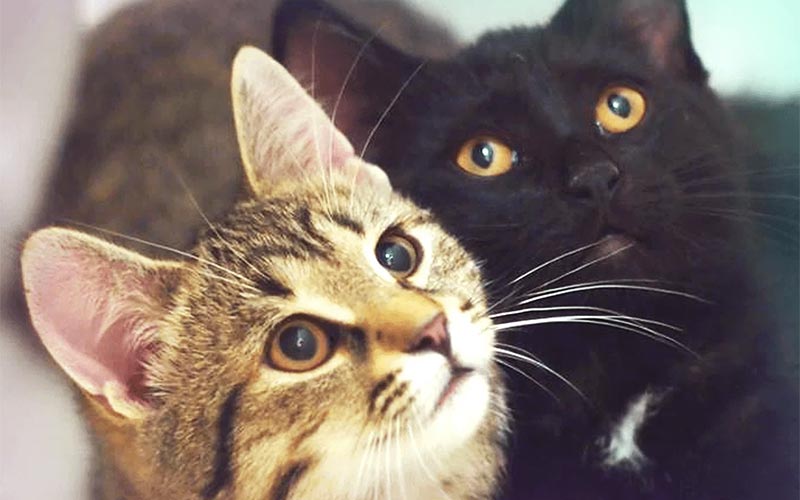 OTTAWA CAT RESCUE: SASHA AND STONEY ARE UP FOR ADOPTION! - Fisher Glen