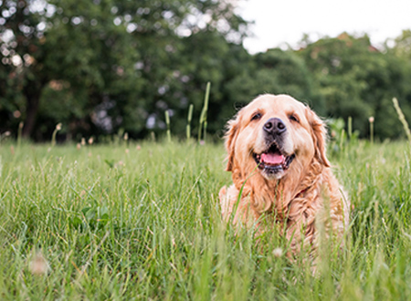 happy older dog sitting in grass field