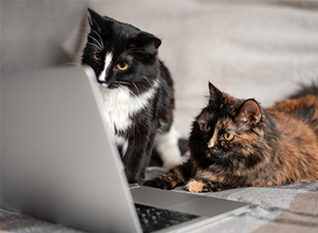 two cats looking at a laptop screen