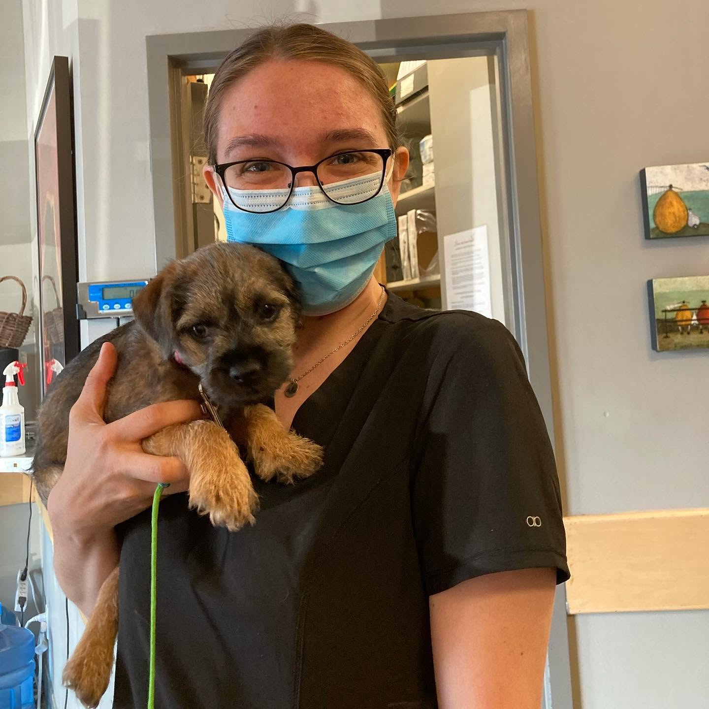 A Fisher Glen Animal Hospital team member holding a border terrier puppy in the clinic