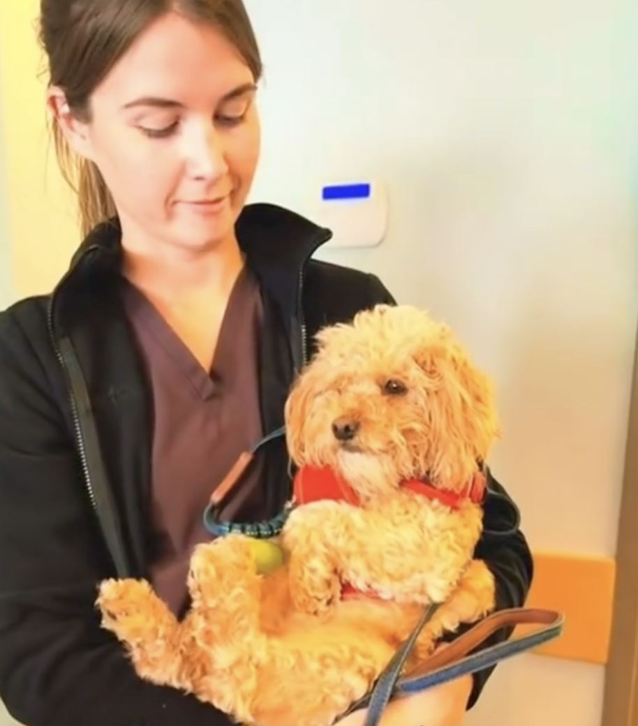A team member holding an apricot poodle mix with a red harness