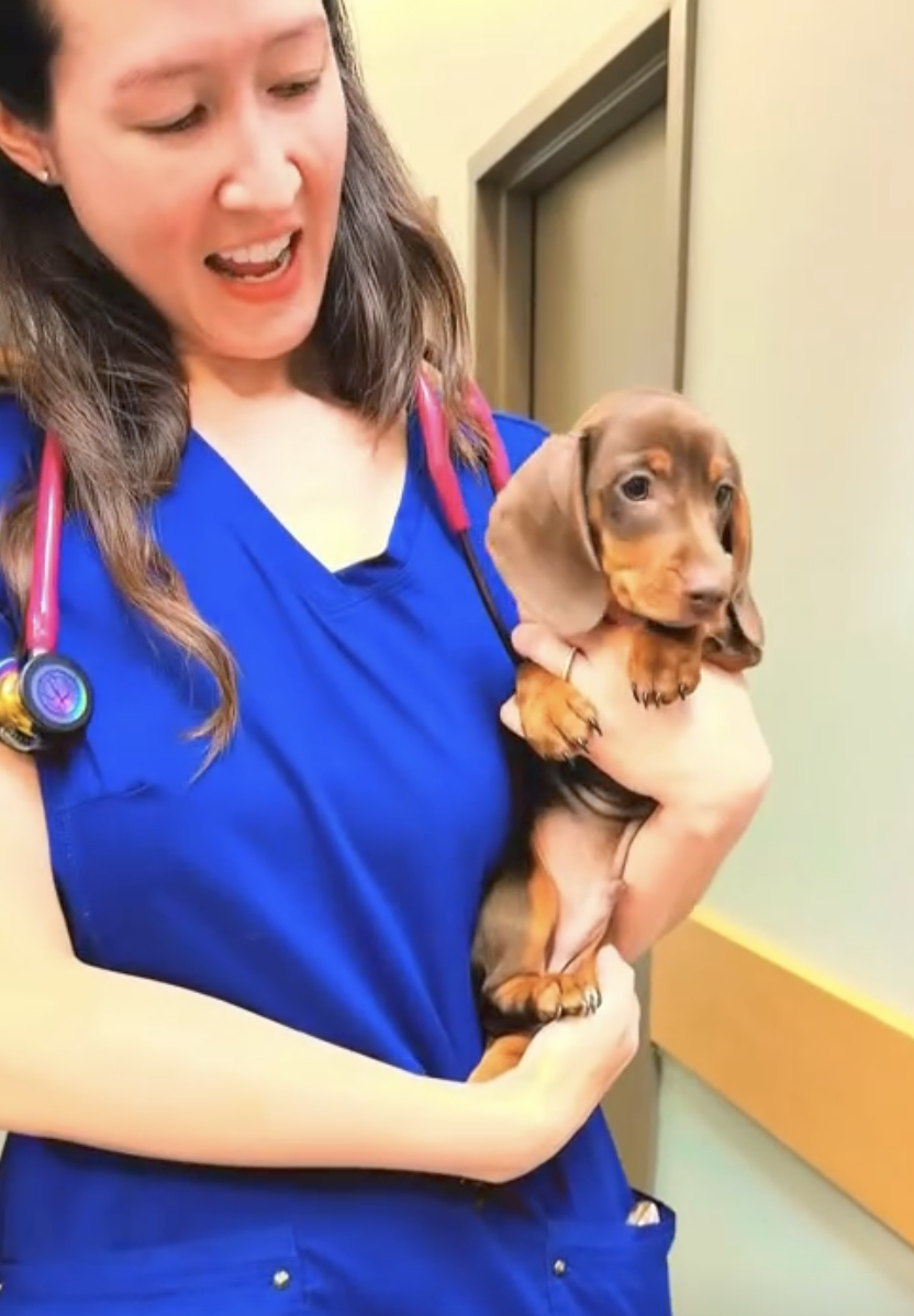 A veterinarian in blue scrubs holding a dachshund puppy