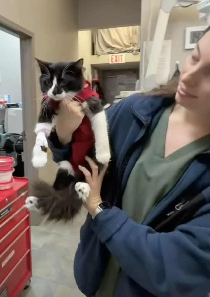 A Fisher Glen team member holding a black and white cat wearing a recovery suit