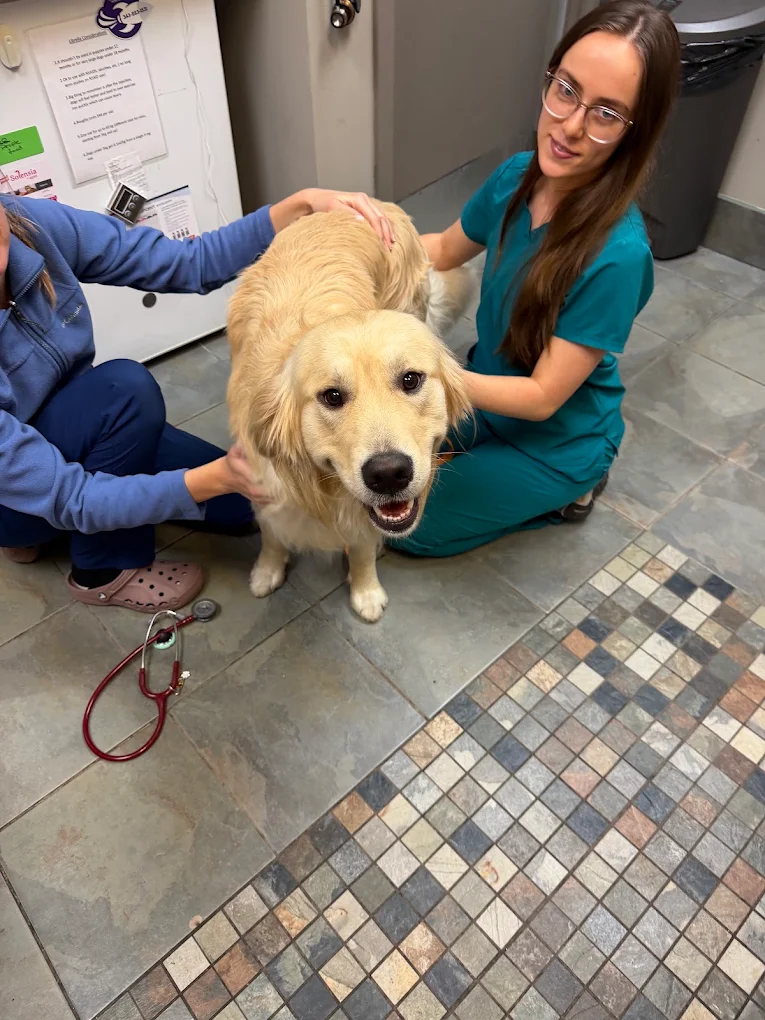 Two Fisher Glen team members sitting on the floor with a golden retriever during an exam