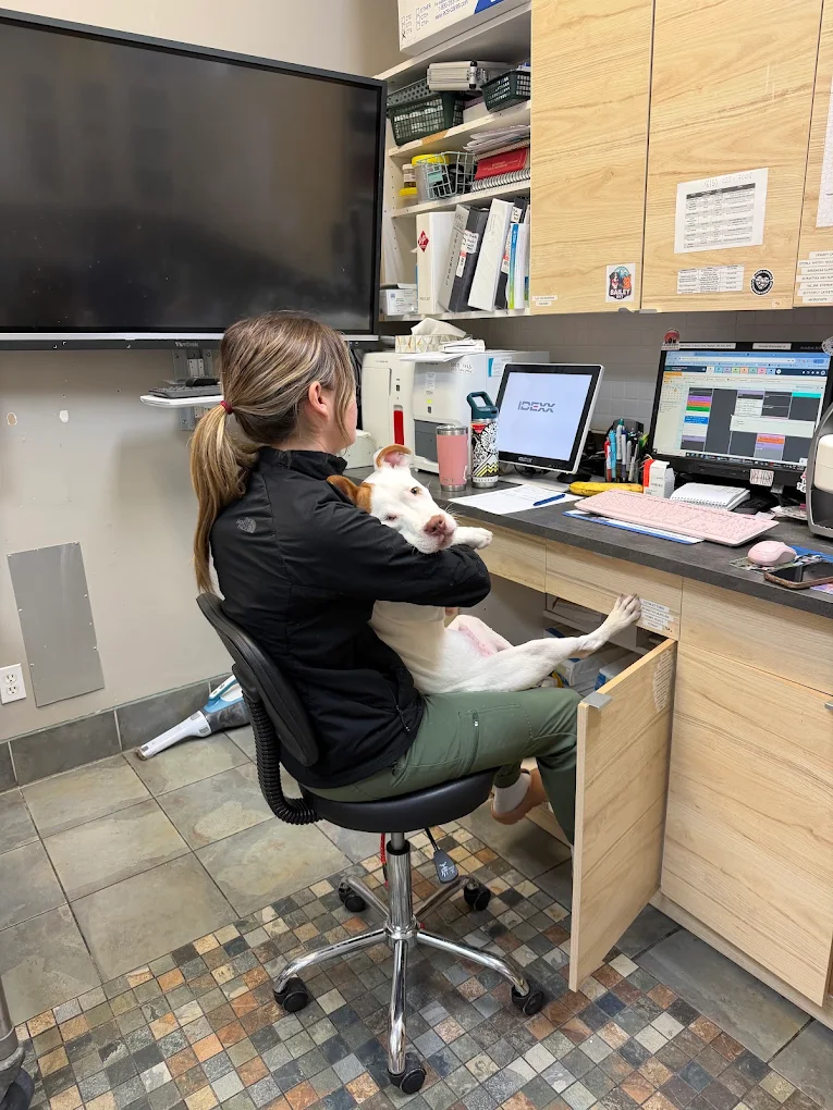 A team member working at the computer with a white dog sitting on her lap