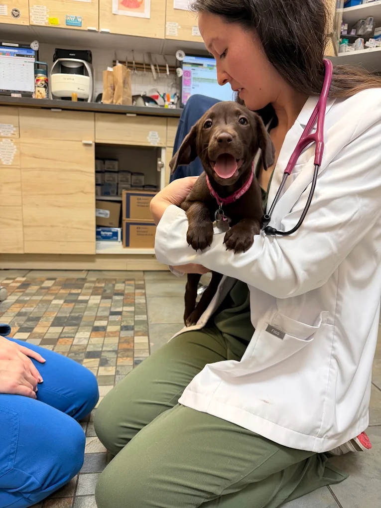 A veterinarian kneeling on the floor with a happy chocolate Labrador puppy